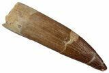 Fossil Plesiosaur (Zarafasaura) Tooth - Morocco #354717-1